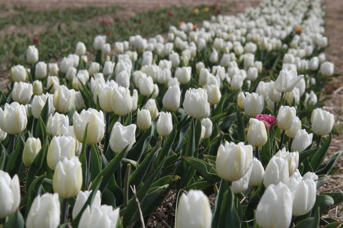 Tulipany na polach w Chrzypsku Wielkim