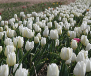 Tulipany na polach w Chrzypsku Wielkim