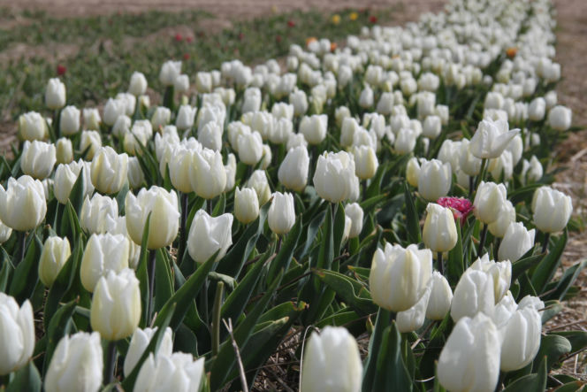 Tulipany na polach w Chrzypsku Wielkim