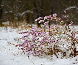 Jakie kwiaty kwitną zimą w ogrodzie?
