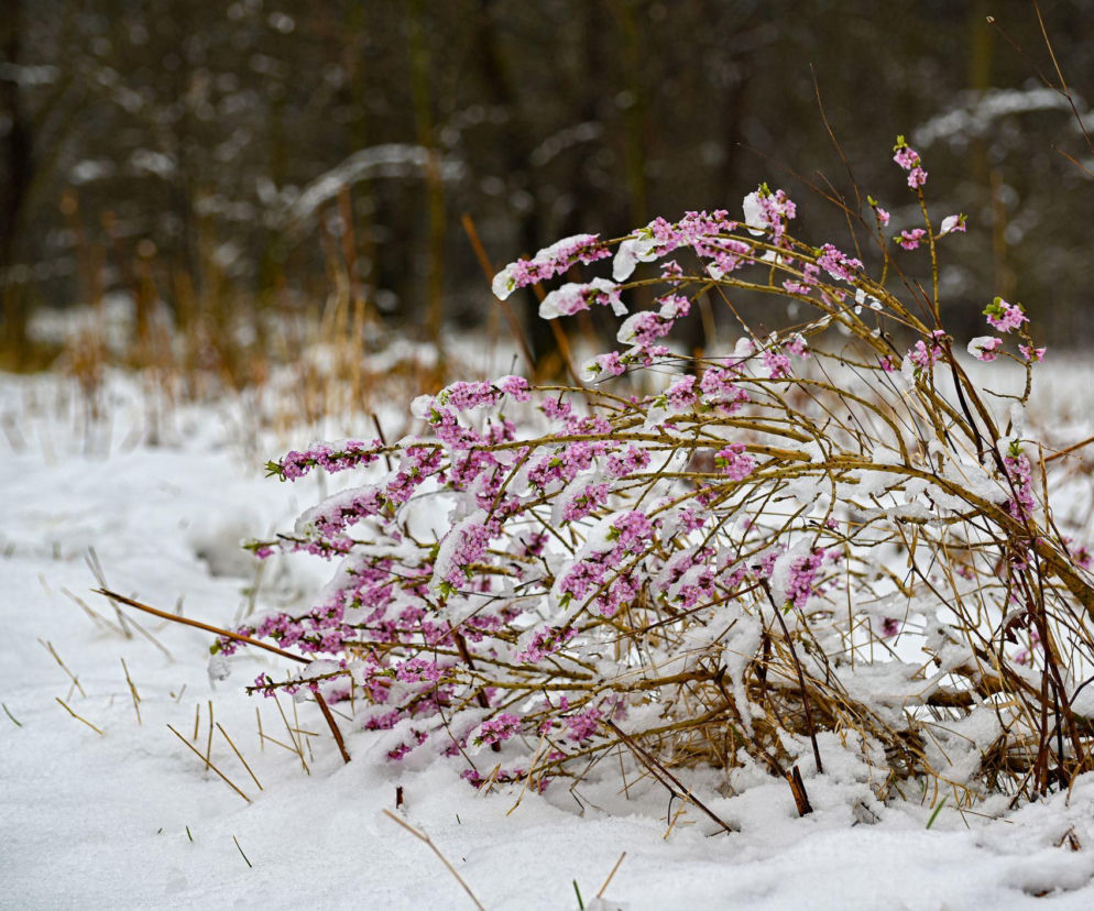 Jakie kwiaty kwitną zimą w ogrodzie?