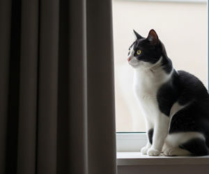 Jarosław Kaczyński i jego koty. Co o nim naprawdę mówią?