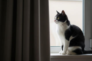 Jarosław Kaczyński i jego koty. Co o nim naprawdę mówią?