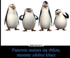 Matura memy