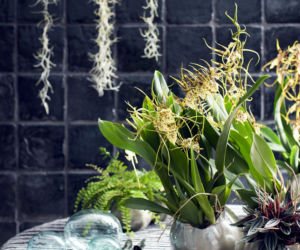 Brassia