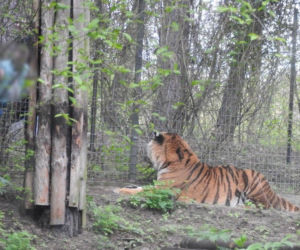 Tygrys dręczony kijem w zoo. Poszukiwany mężczyzna sam zgłosił się na komisariat