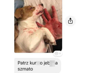 Rzuciła go dziewczyna, więc brutalnie skatował psa. Patrz kur*o jeb**a szmato, krew tryska na wszystkie strony [DRASTYCZNE ZDJĘCIA]