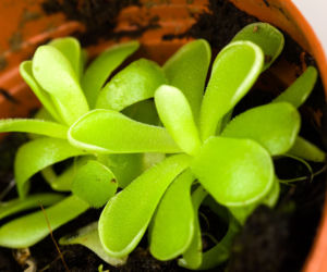 Tłustosz (Pinguicula)