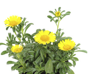Asteriscus nadmorski