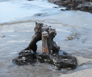 Bałtyk odsłonił las sprzed tysięcy lat