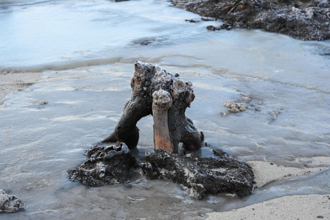 Bałtyk odsłonił las sprzed tysięcy lat