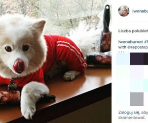 Oto NAJMODNIEJSZY pies na świecie! Daniel Jacob Dali o pupilu Żony Hollywood