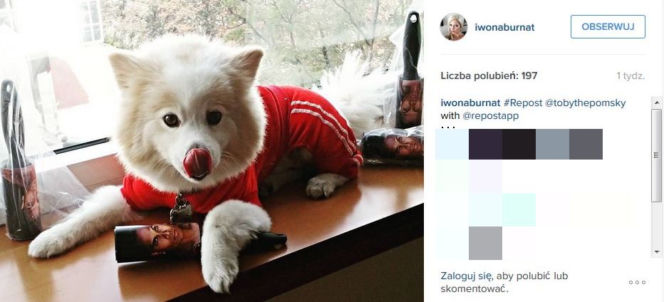 Oto NAJMODNIEJSZY pies na świecie! Daniel Jacob Dali o pupilu Żony Hollywood