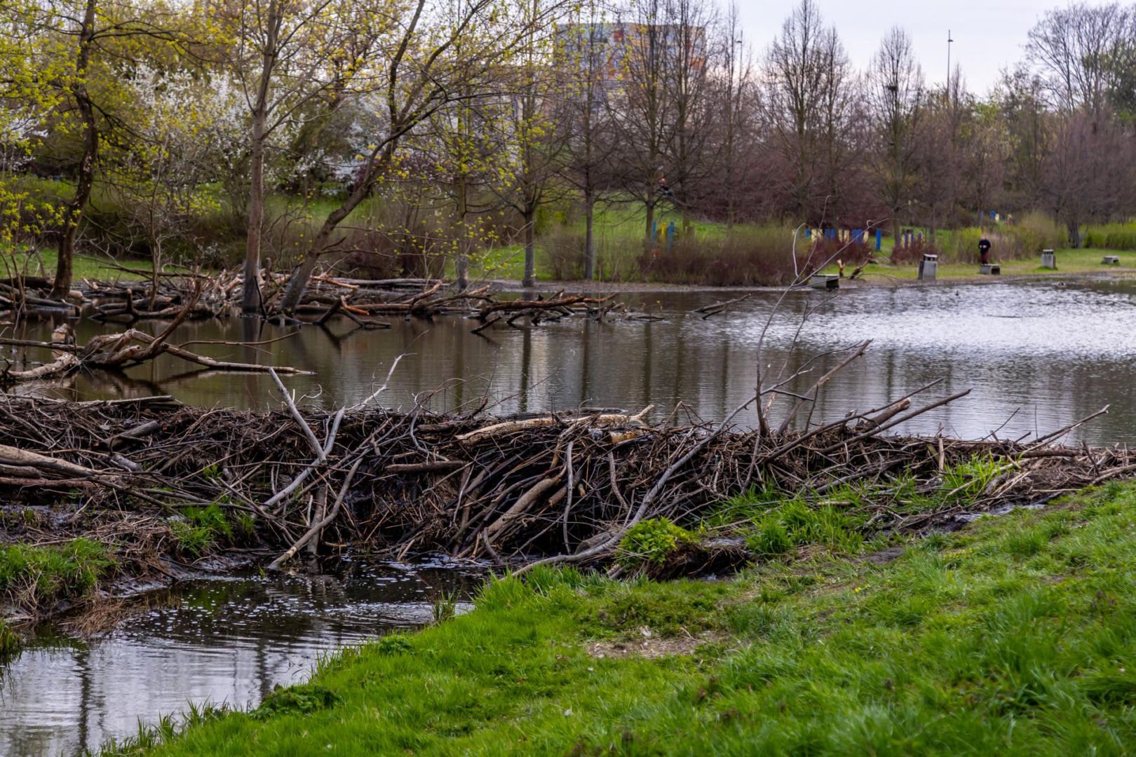 Bobrowe tamy na Potoku Służewieckim w Warszawie