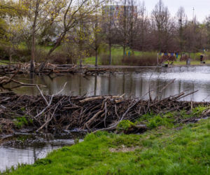 Bobrowe tamy na Potoku Służewieckim w Warszawie