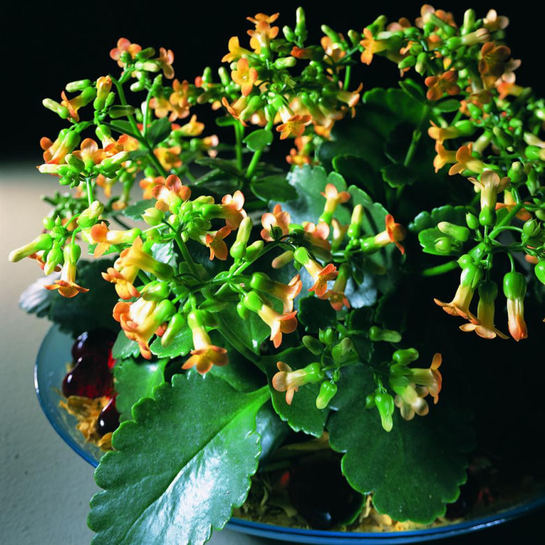Kalanchoe manginii