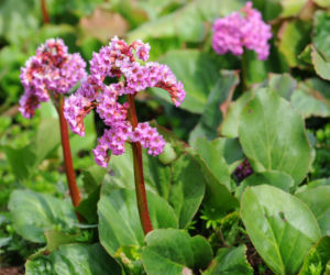 Bergenia