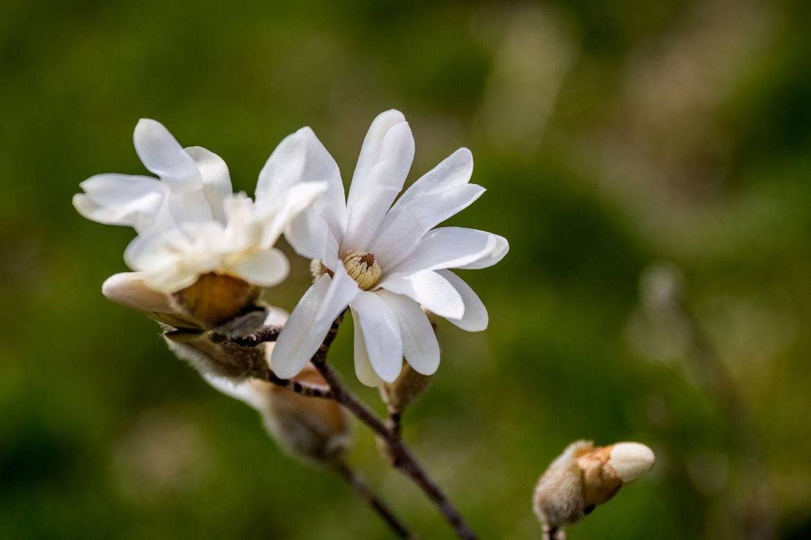 Magnolia gwiaździsta