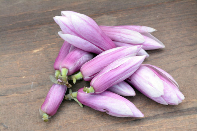 Kwiaty magnolii