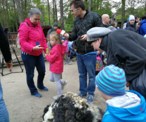 Owce z myślęcińskiego zoo pozbyły się nadmiaru wełny. Zobaczcie, jak wyglądało ich strzyżenie! [ZDJĘCIA]