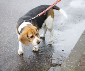 pies, suczka Stefcia
