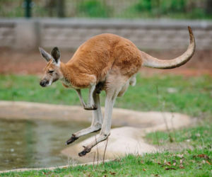 W Łódzkim ZOO na świat przyszedł mały kangurek