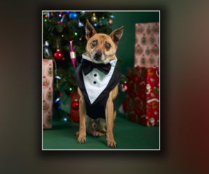 Świąteczny cud Zefira. Niewidomy piesek znalazł dom dzięki jednemu zdjęciu