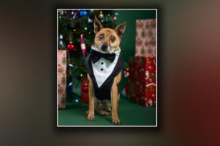 Świąteczny cud Zefira. Niewidomy piesek znalazł dom dzięki jednemu zdjęciu