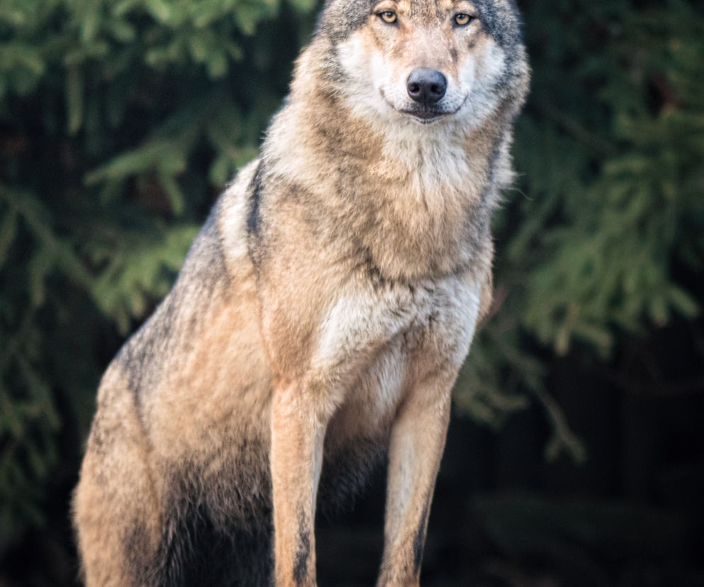 Wilcza Ostoja we wrocławskim zoo