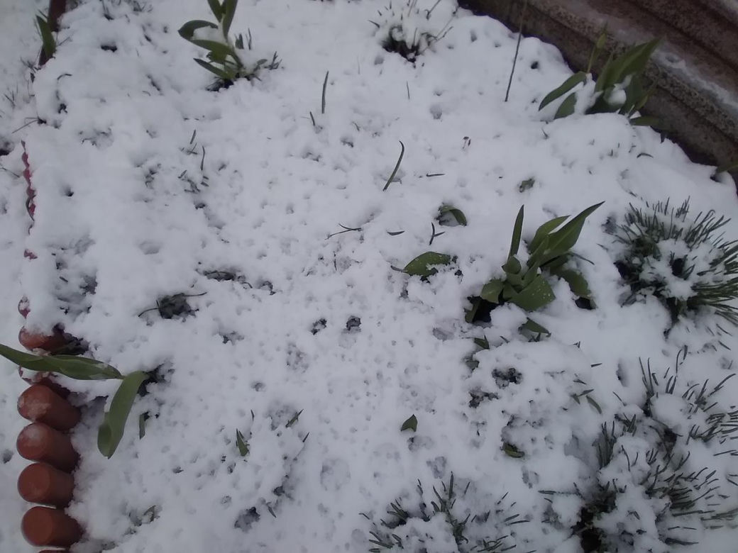 Zima w kwietniowym Zamościu. Sypnęło śniegiem