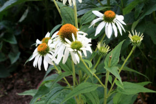 Jeżówka purpurowa 'Alba' - Echinacea purpurea 'Alba'