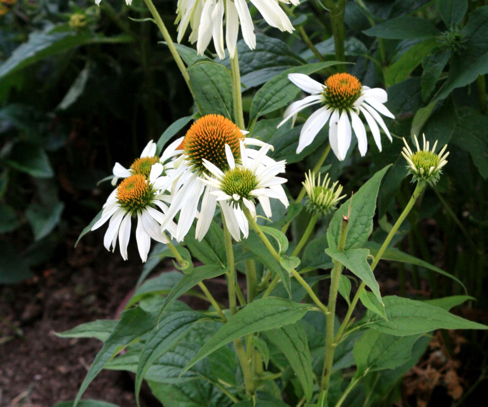 jeżówka purpurowa 'Alba'
