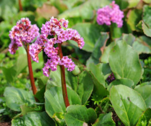 Bergenia