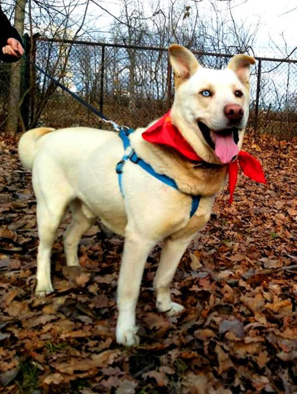 NIKT NIE CHCE PRZYGARNĄĆ PSA Z HETEROCHROMIĄ