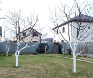 Bielenie pni drzew