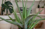 Aloes zwyczajny