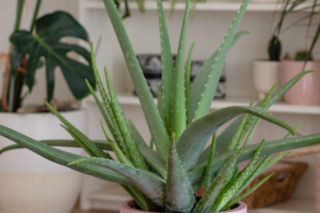 Aloes zwyczajny