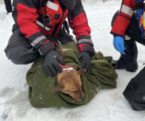 Heroiczna akcja strażaków w Nieporęcie. Pod psem załamał się lód