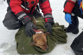 Heroiczna akcja strażaków w Nieporęcie. Pod psem załamał się lód