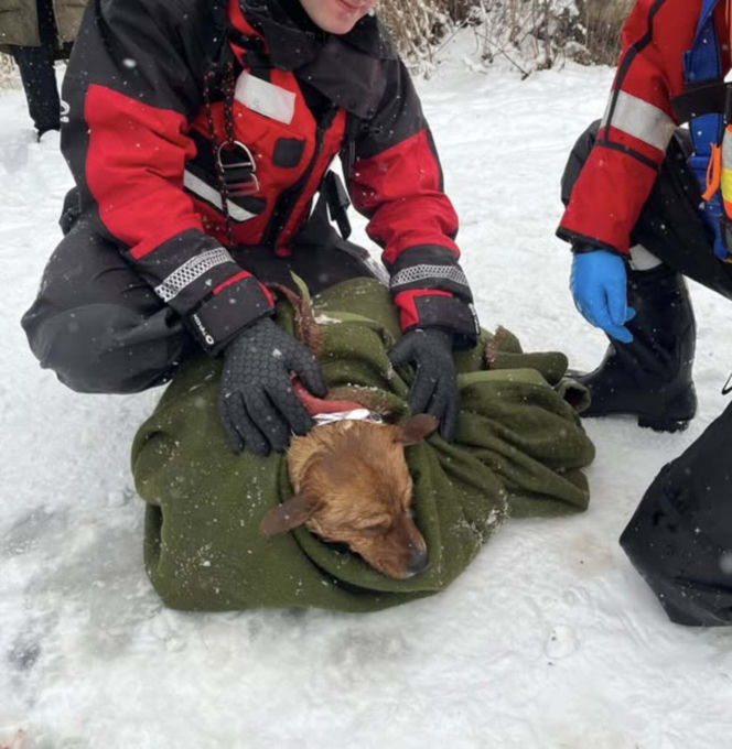 Heroiczna akcja strażaków w Nieporęcie. Pod psem załamał się lód