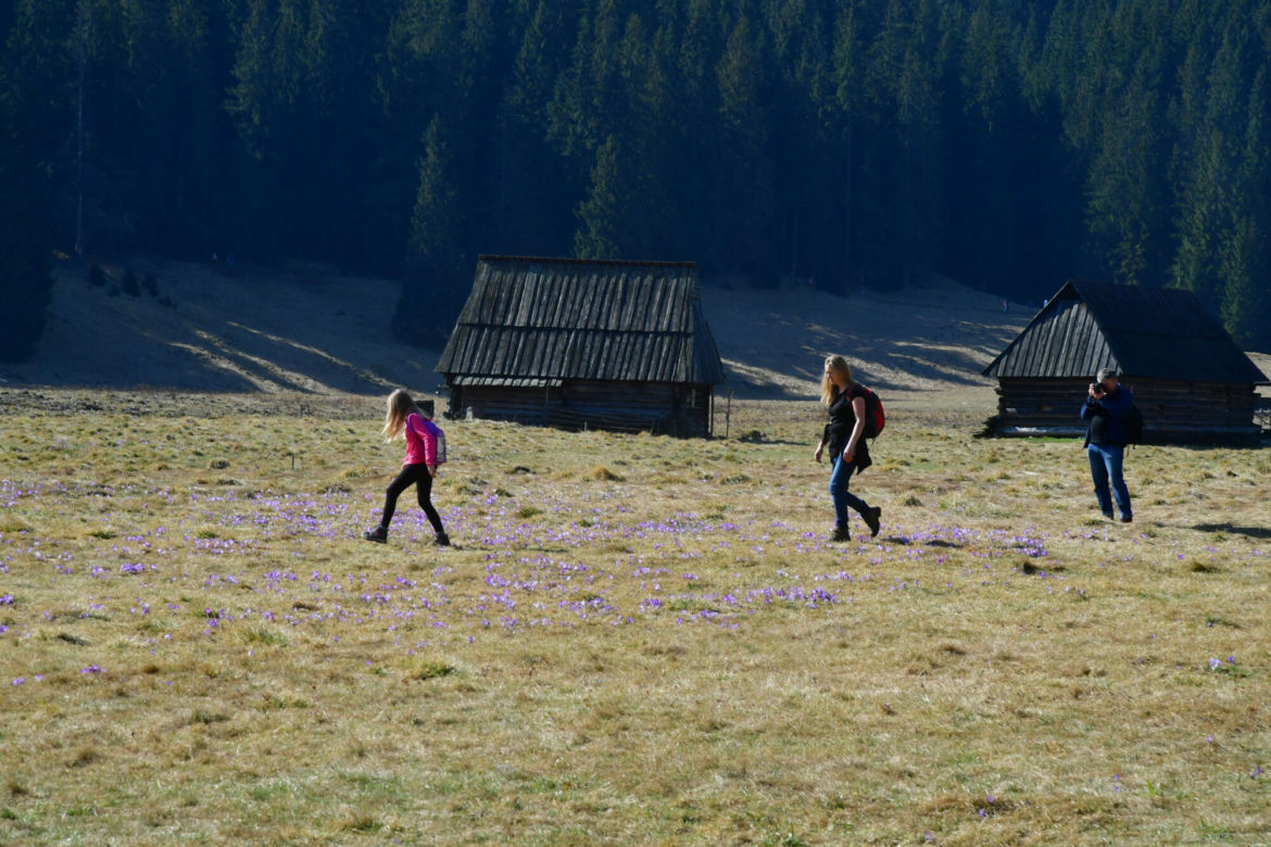 Tatry: Krokusy w Dolinie Chochołowskiej