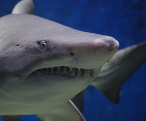 „Sharkzilla” sieje postrach u wybrzeży Nowego Jorku. Naukowcy ruszyli śladem wielkiego drapieżnika