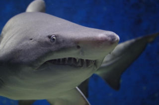 „Sharkzilla” sieje postrach u wybrzeży Nowego Jorku. Naukowcy ruszyli śladem wielkiego drapieżnika