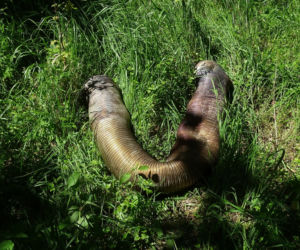 Stowarzyszenie Wywrotka zaprasza na wspólne sprzątanie Plaży Mieleńskiej