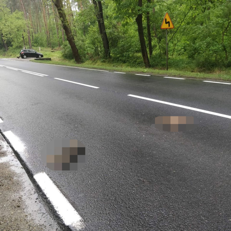 Suczka, która czuwała nad zwłokami szczeniaczków ocalona