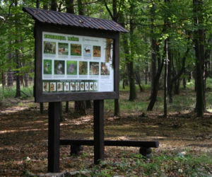 Las w Kobiórze