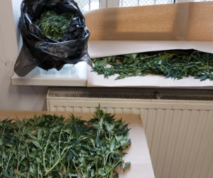 Plantacja na terenie Grudziądza. Pseudo ogrodnikowi grozi 10 lat więzienia