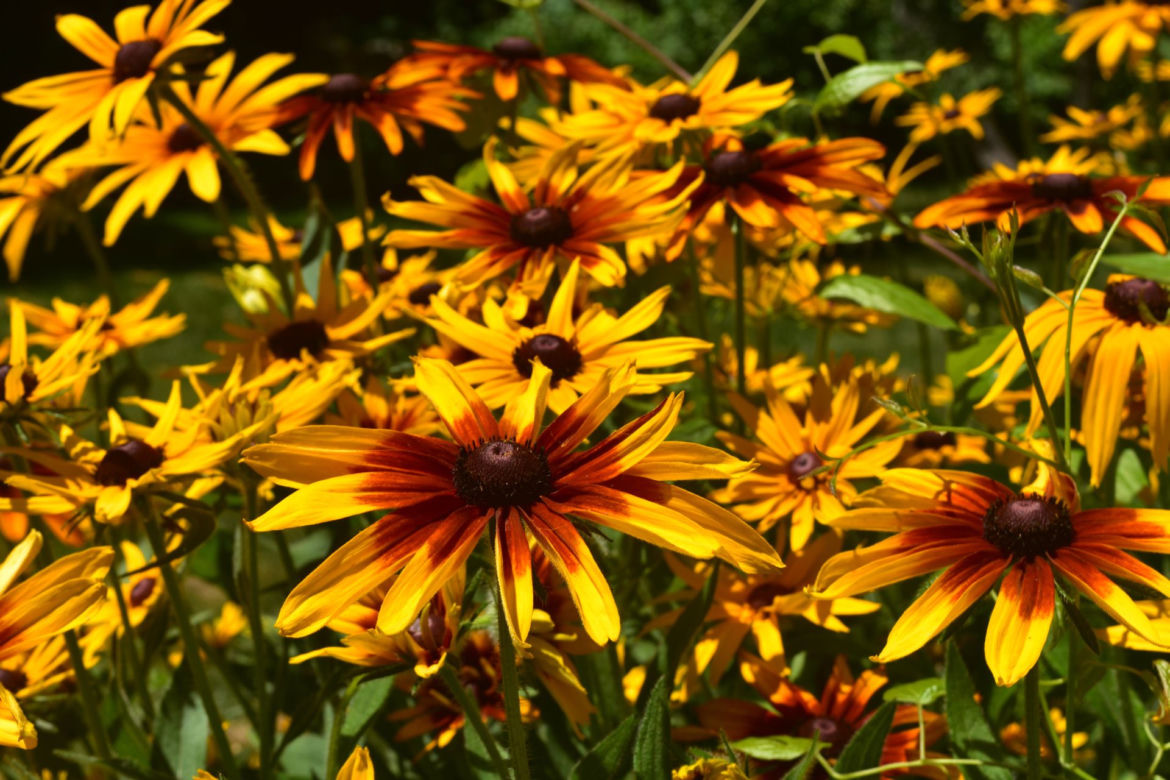 Rudbekia dwubarwna