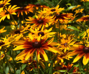 Rudbekia dwubarwna