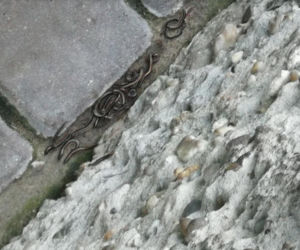 Obrzydliwe krocionogi w Dąbrowie Górniczej 